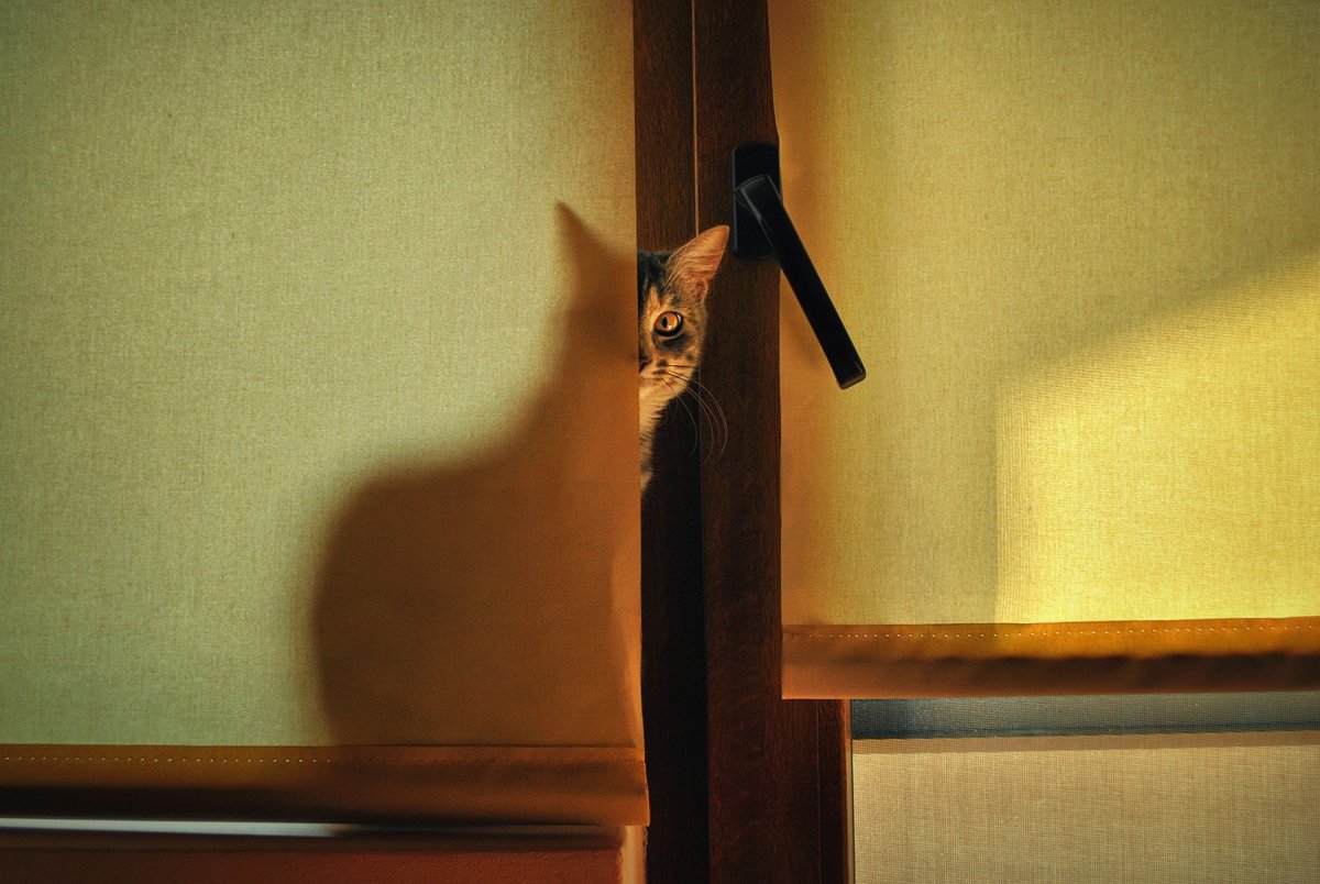 Кот заглядывает в дверь