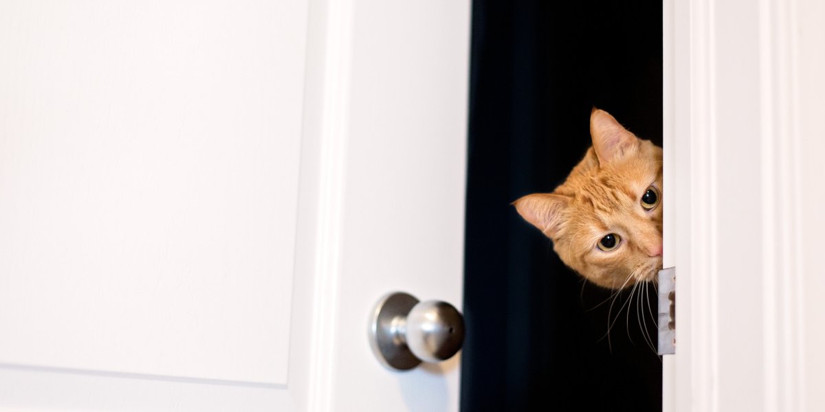 Кот заглядывает в дверь