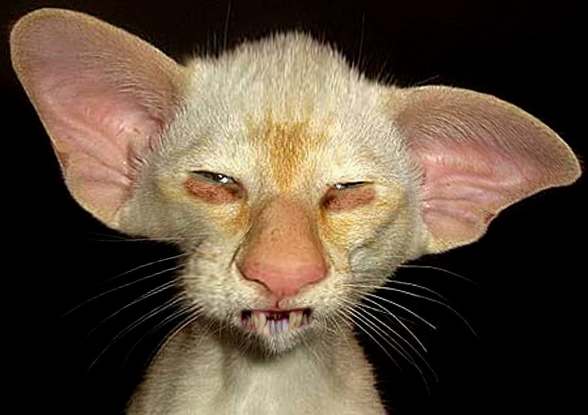 Мем шепот на ухо