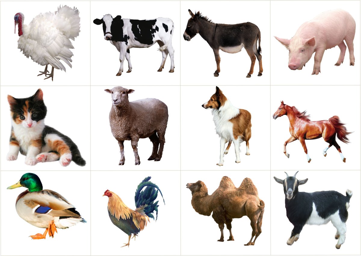 Домашние животные