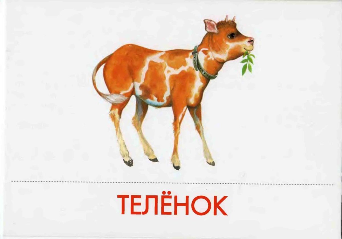 Животные фермы на белом фоне