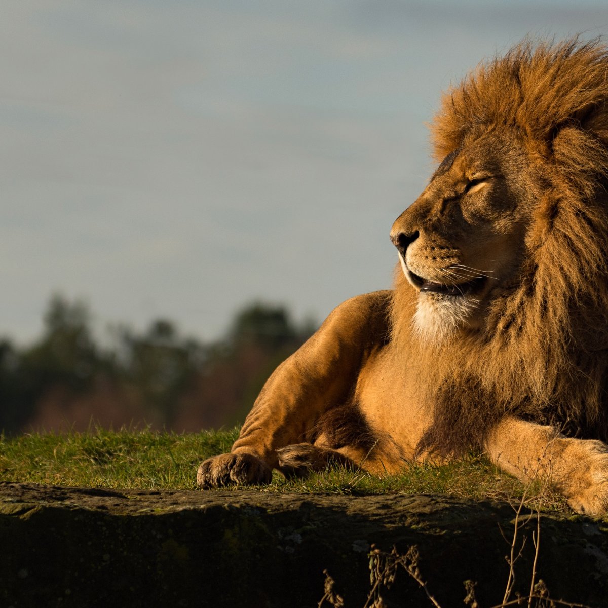 Довольный Лев