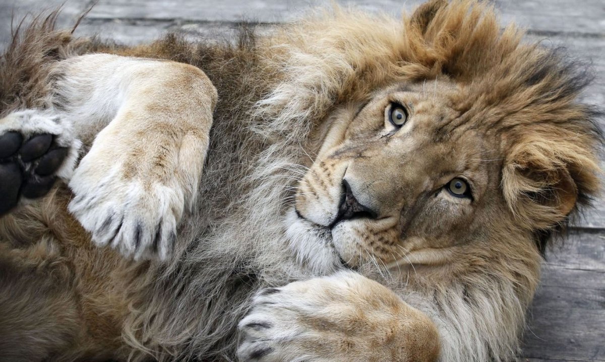 Довольный Лев