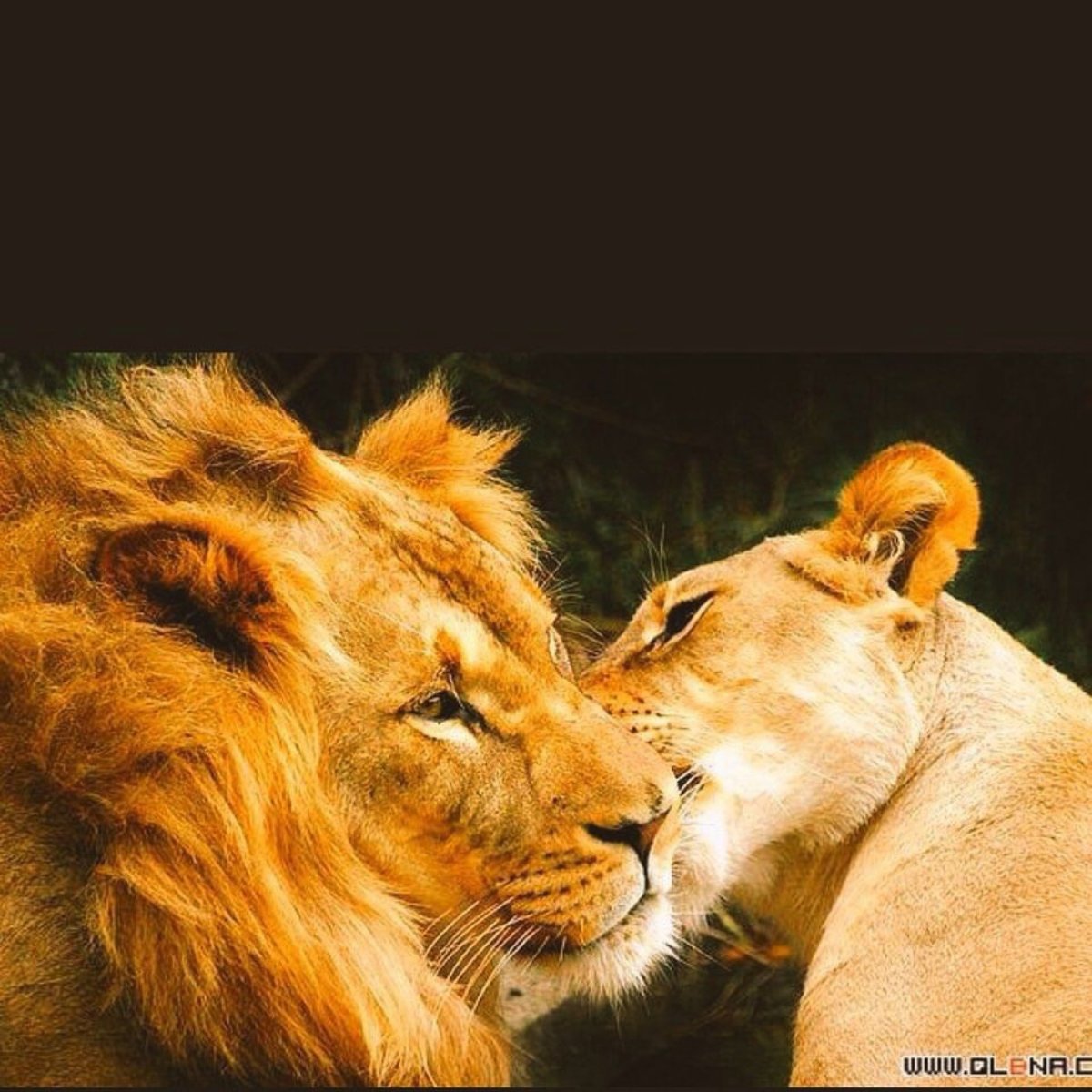 Львы любовь с надписями