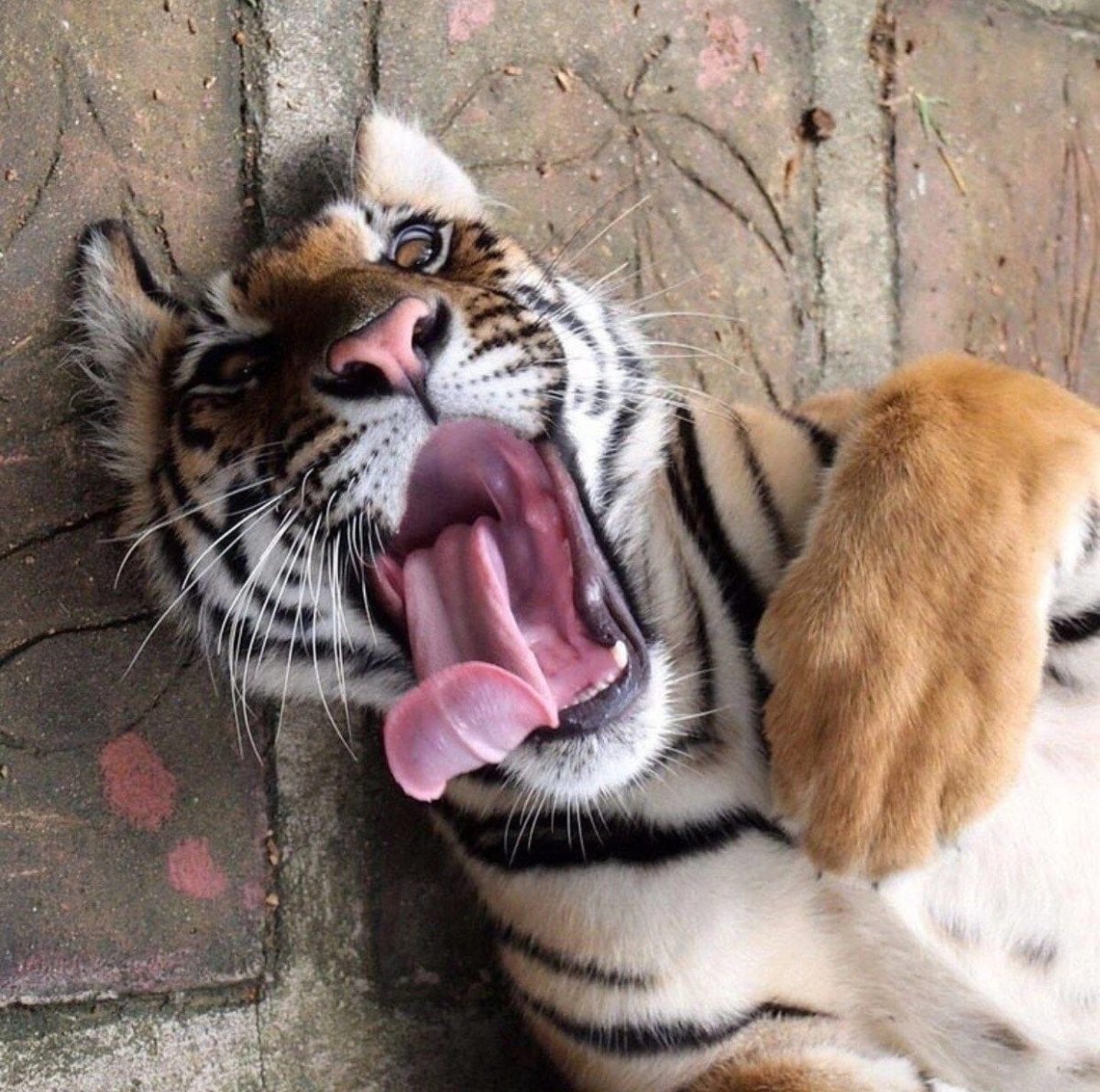 Верность до конца