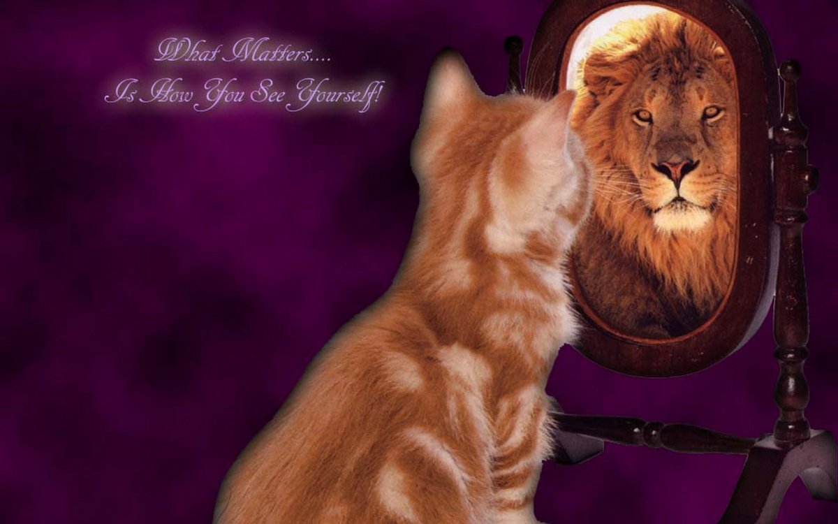 Мания величия кот