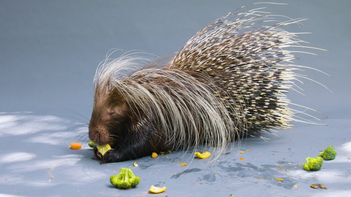 Иллюстрαтор Sydney Hanson