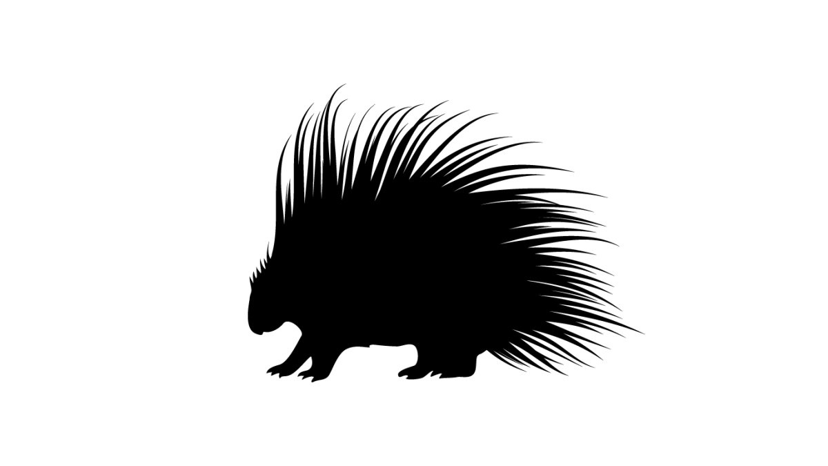 Дикобраз раскраска