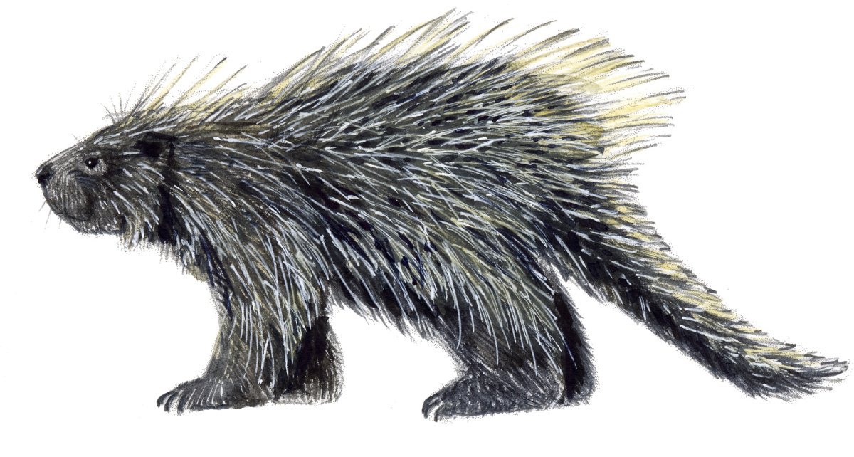 Белый Дикобраз