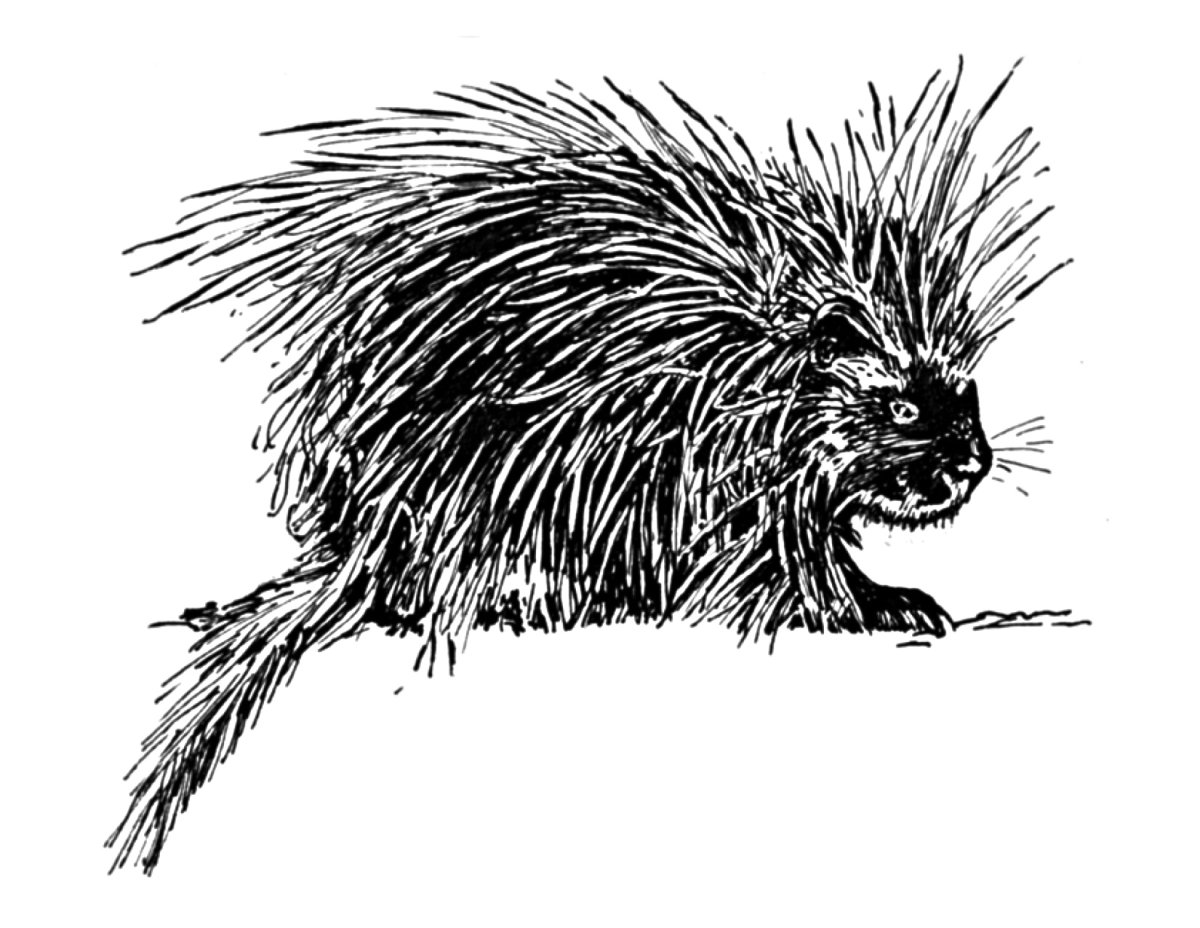 Дикобраз для детей