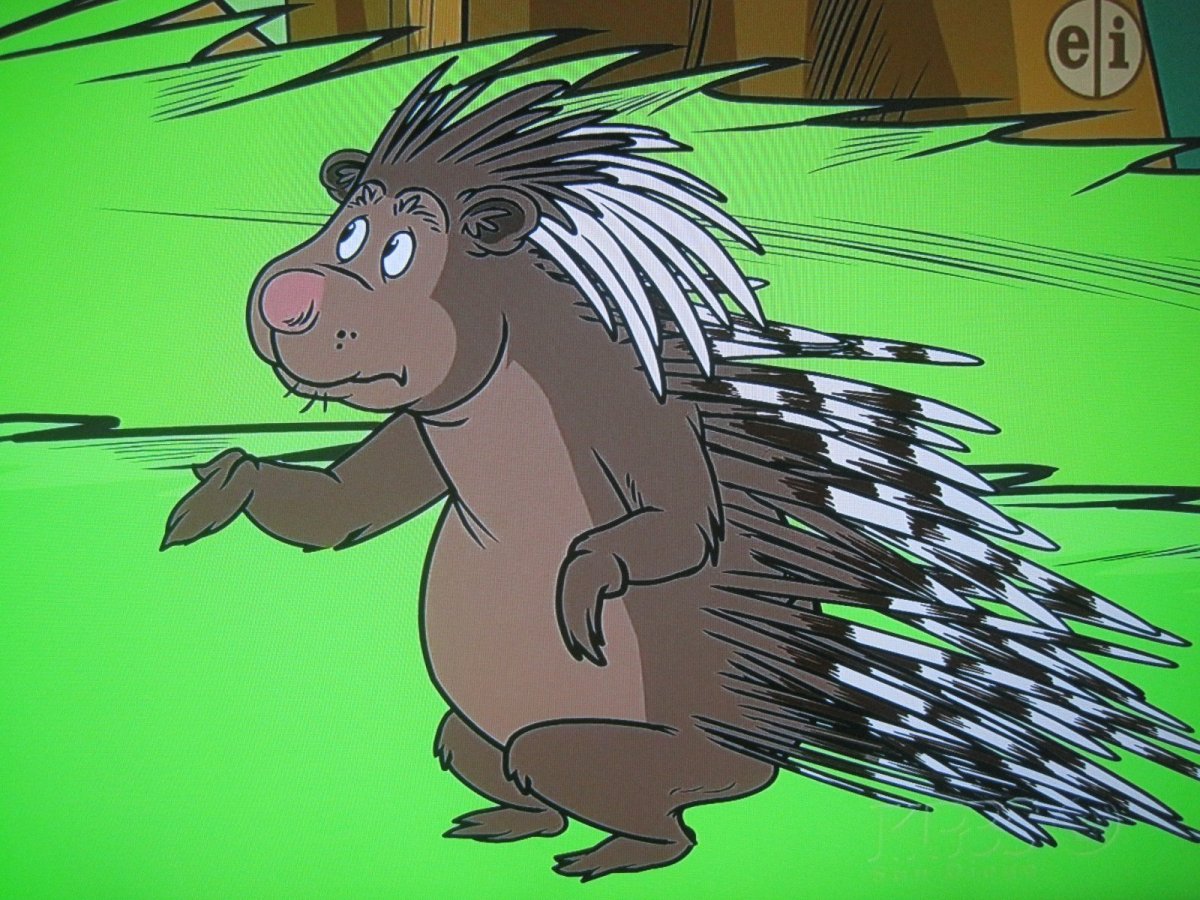 Тонкоиглый Дикобраз