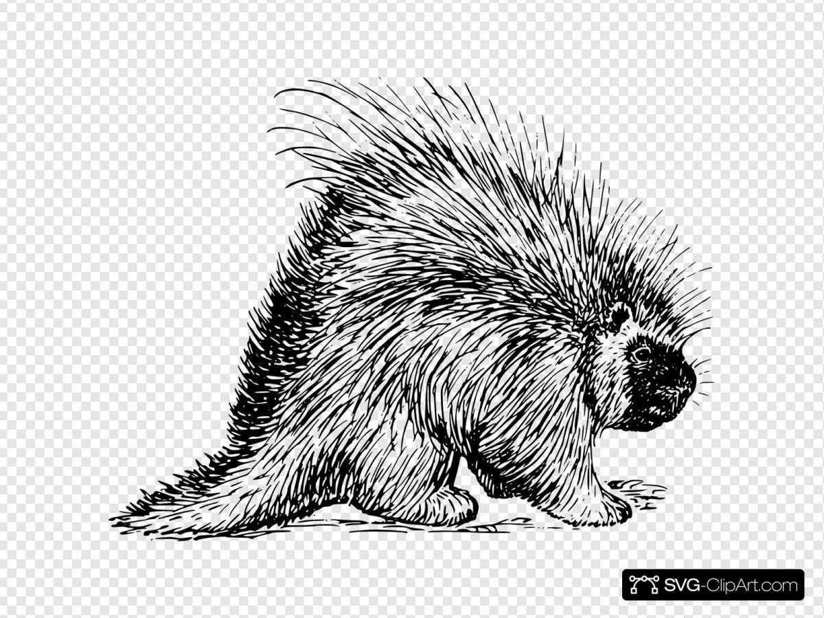 Малайский Дикобраз