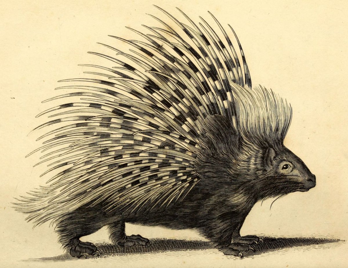 Дикобраз стилизованный