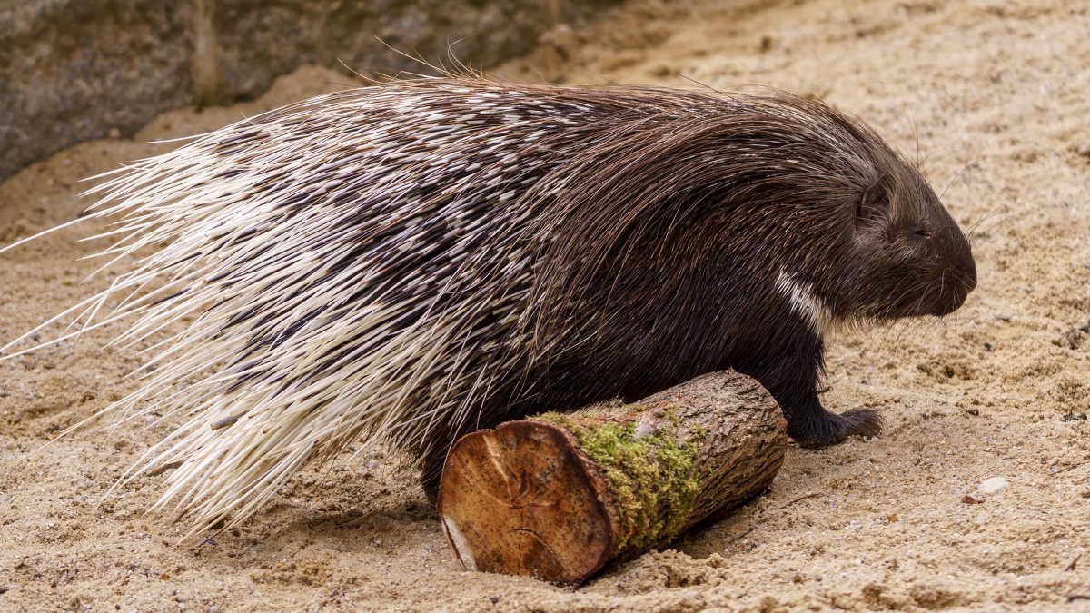 Ехидна контур