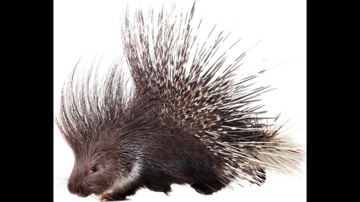 Пальма дикобраза