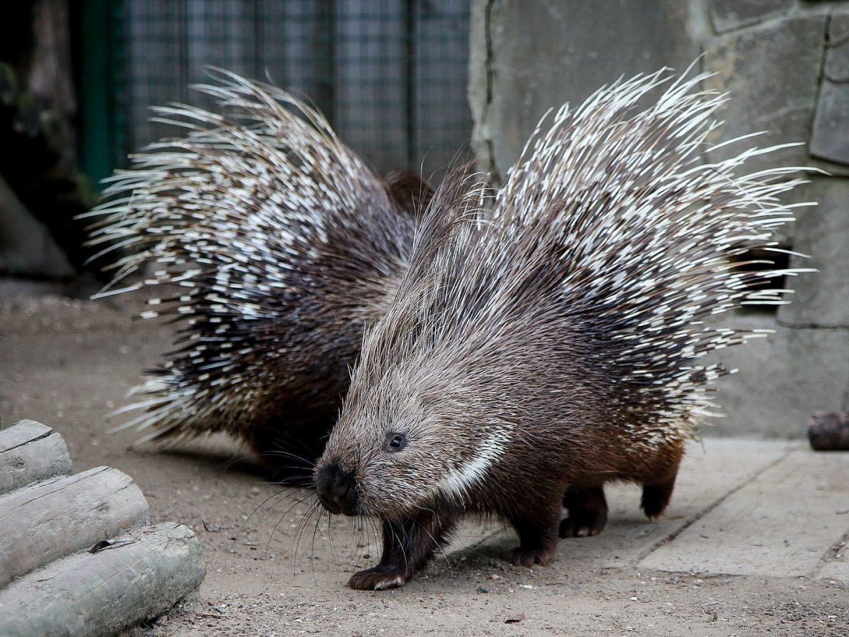 Гребенчатый Дикобраз