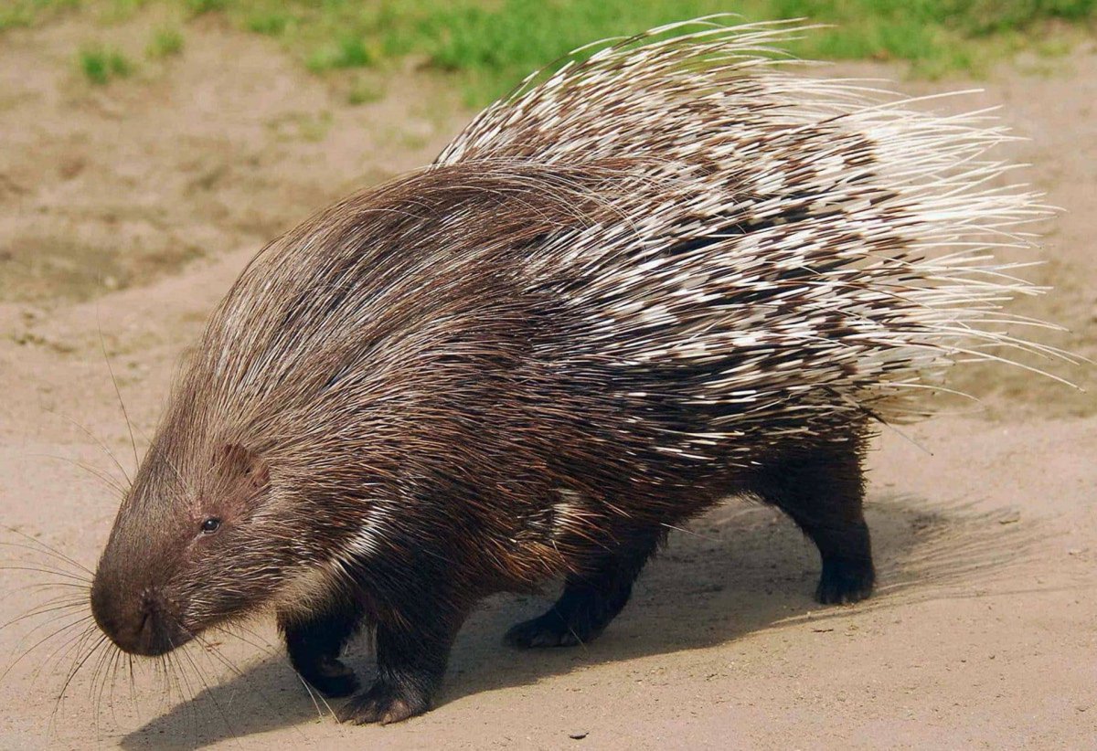 Злой Дикобраз