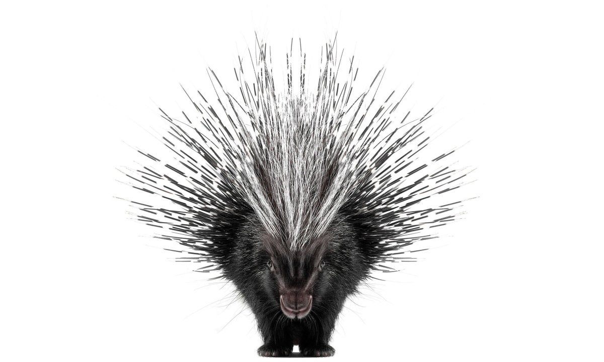 Дикобраз чб