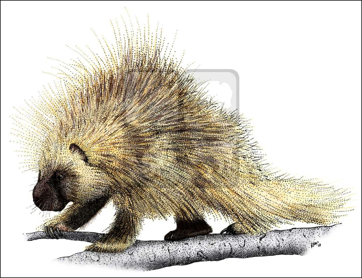 Тонкоиглый Дикобраз