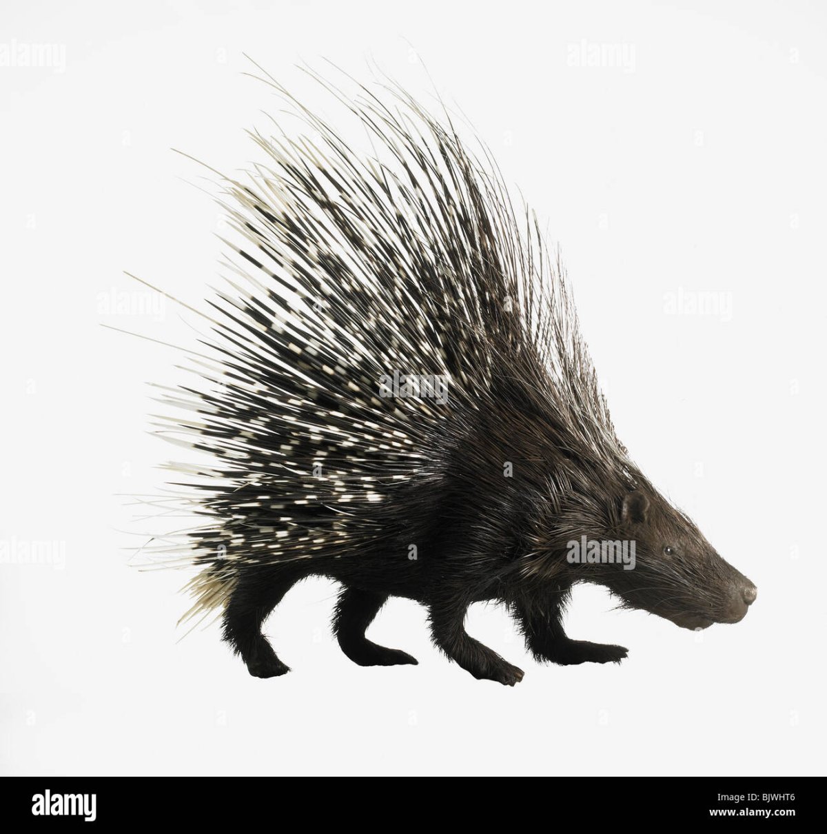 Дикобраз анатомия