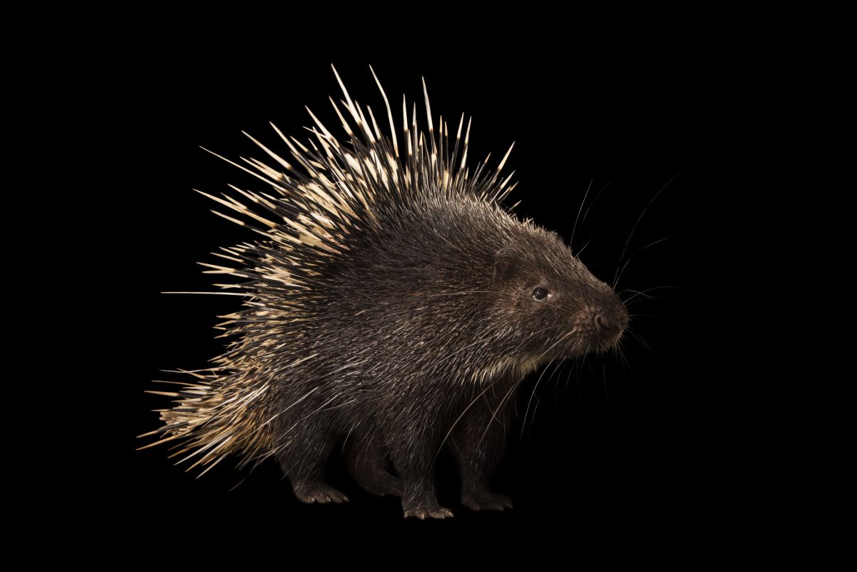 Дикобраз рисунок