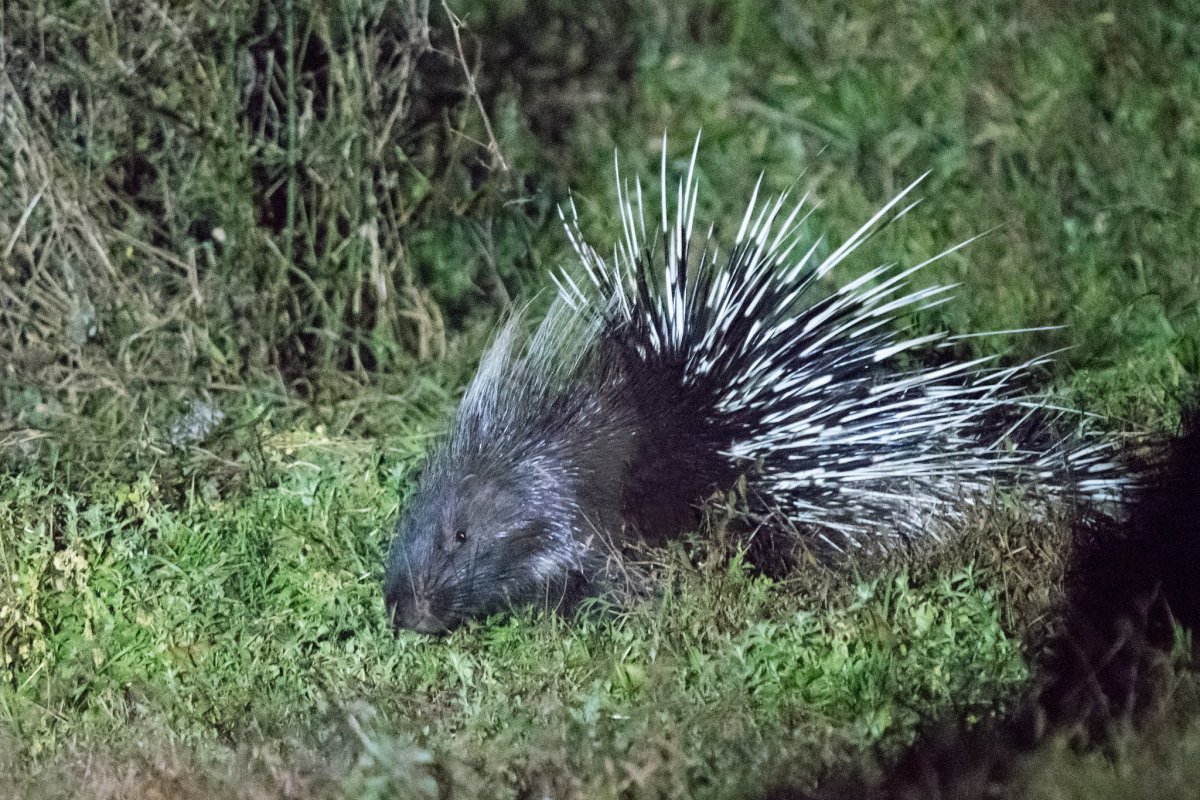 Африканский Дикобраз