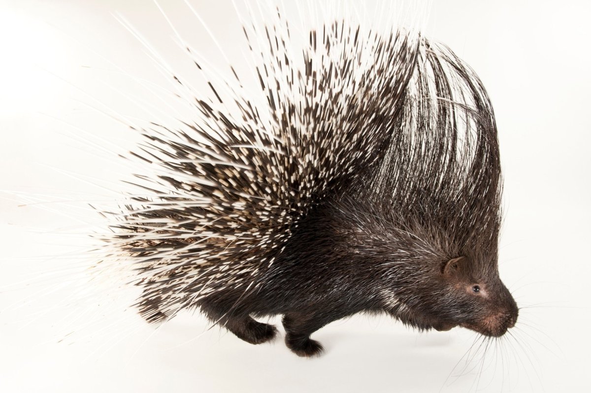 Загадка про дикобраза