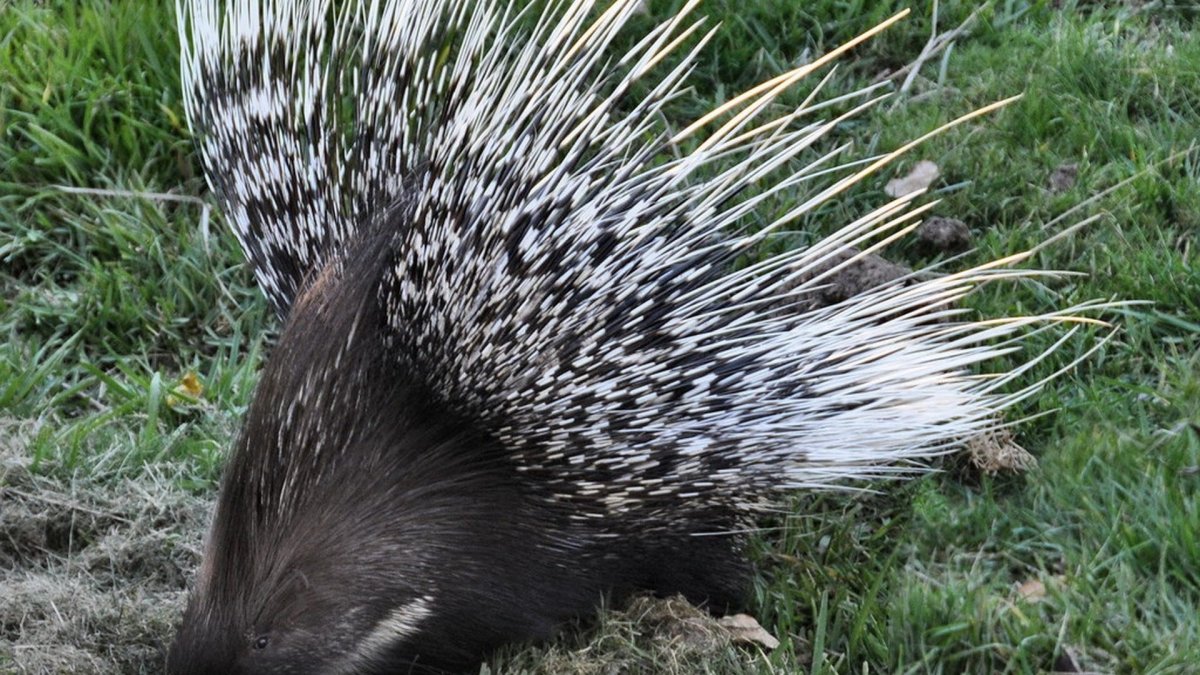 Суматранский Дикобраз