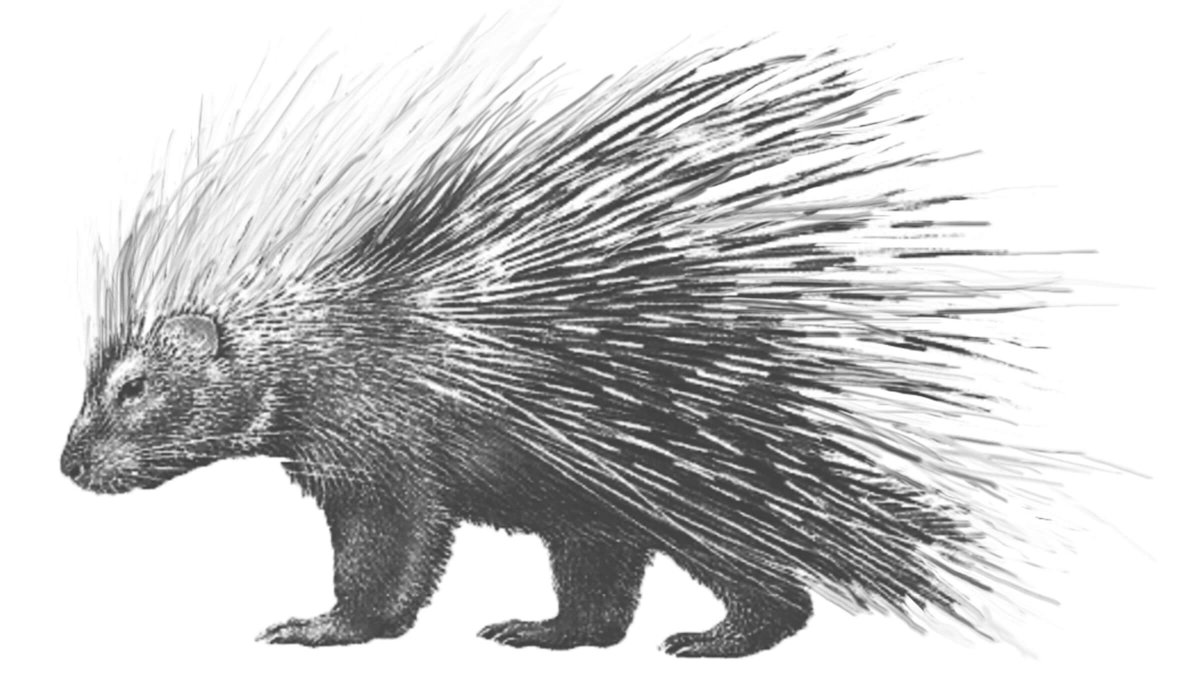 Дикобраз раскраска для детей