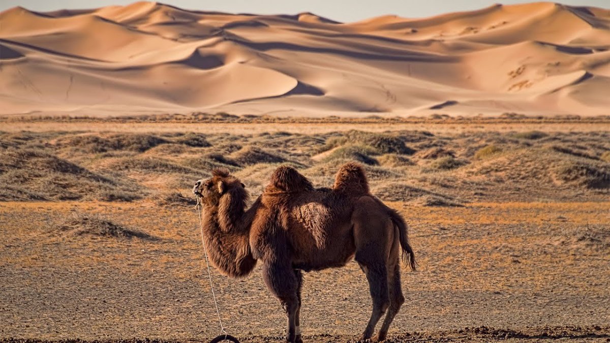 Мега сафари Шарм-Эль-Шейх