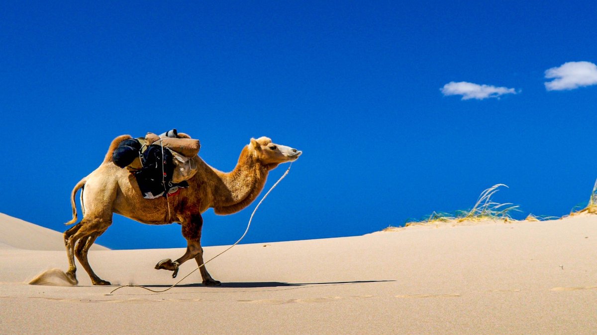 Караван в пустыне