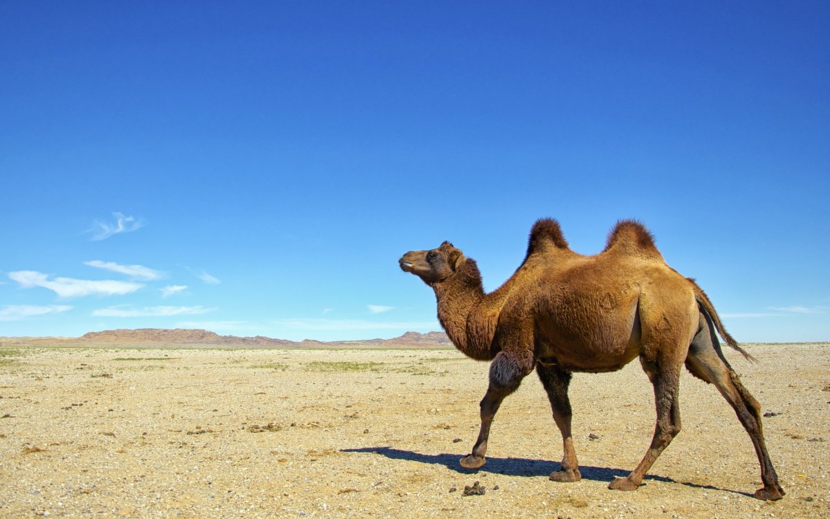 Караван верблюдов в пустыне