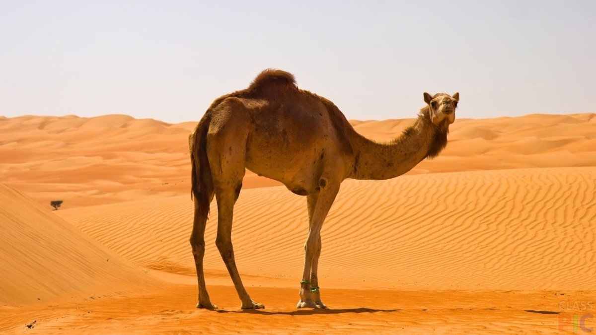 Верблюды в Абу Даби