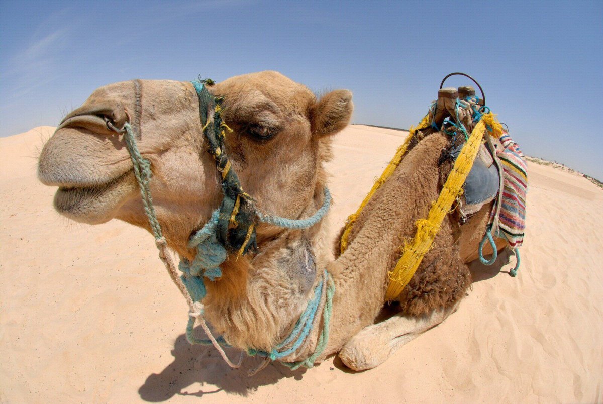 Бедуины туареги сахар