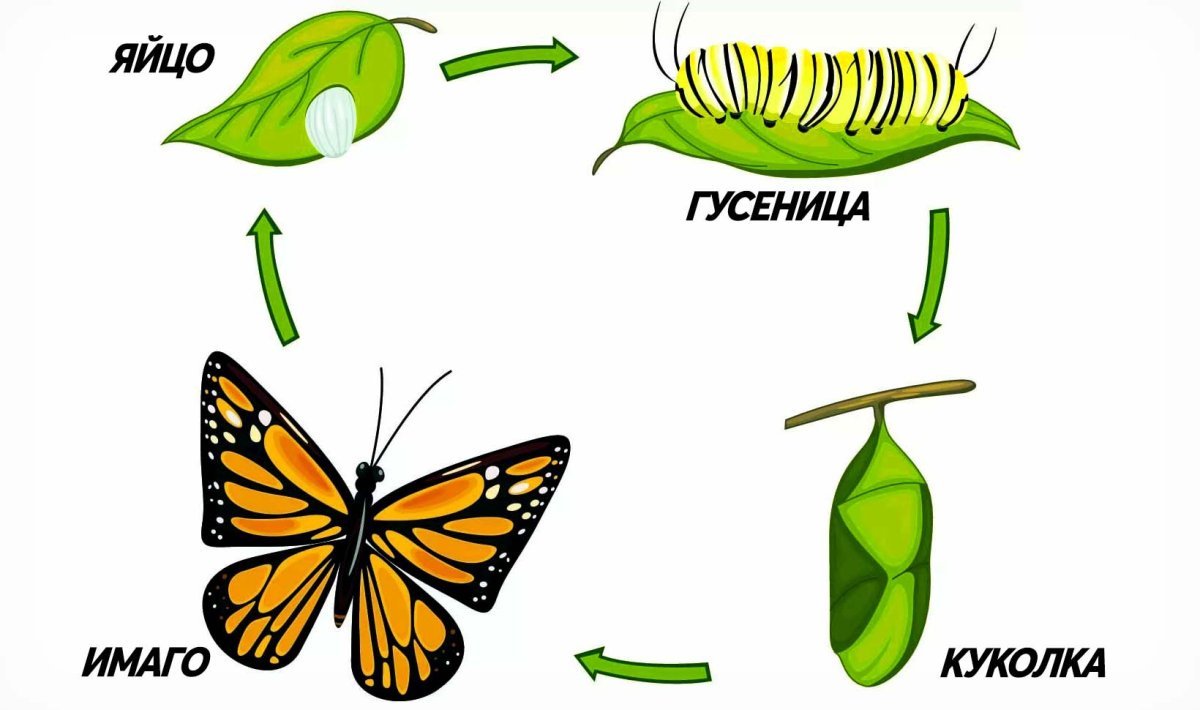 Превращение бабочки