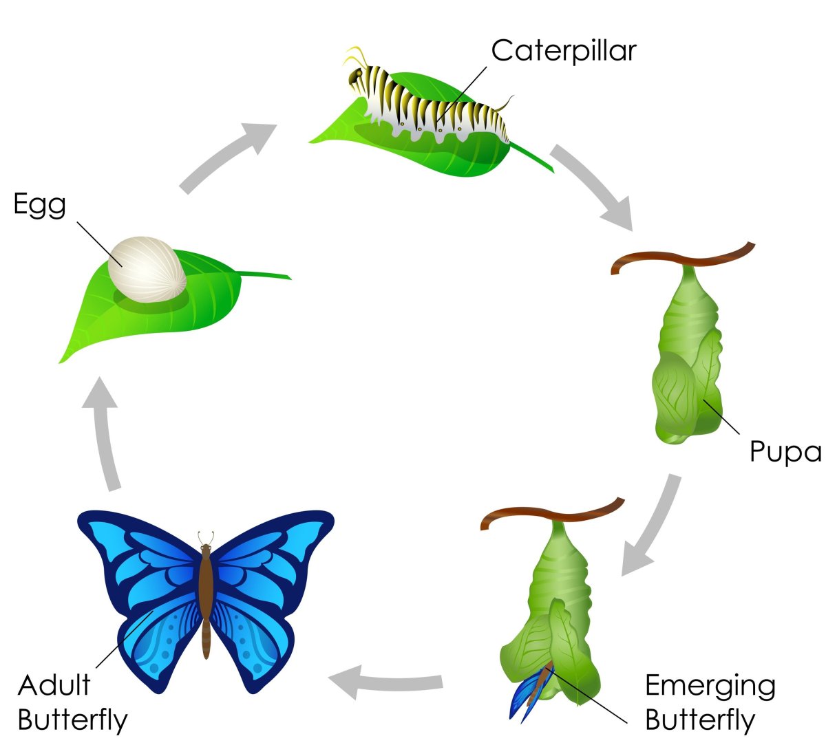 Яйцо личинка бабочка стадия развития