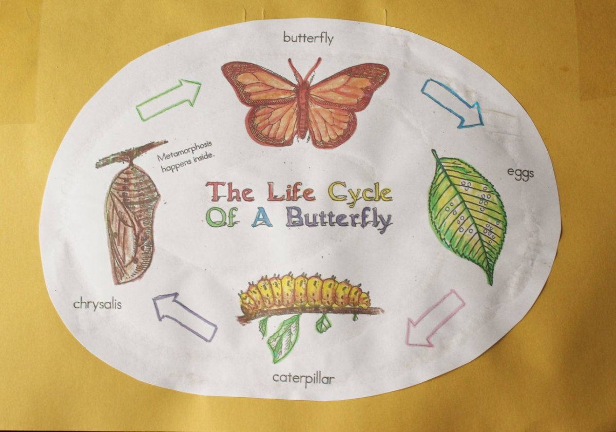 Цикл жизни бабочки для детей