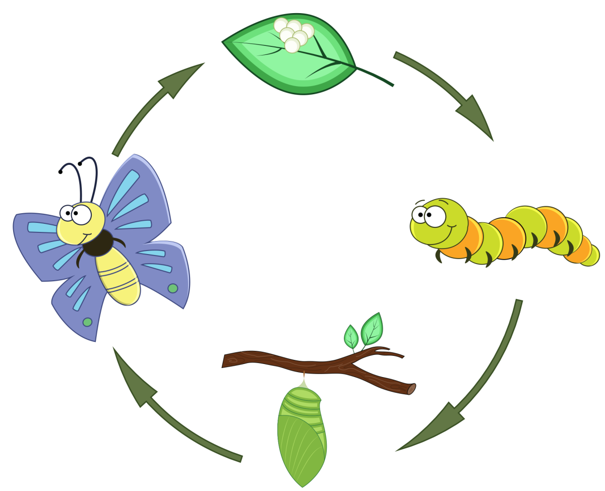 Жизненный цикл бабочки для детей в картинках