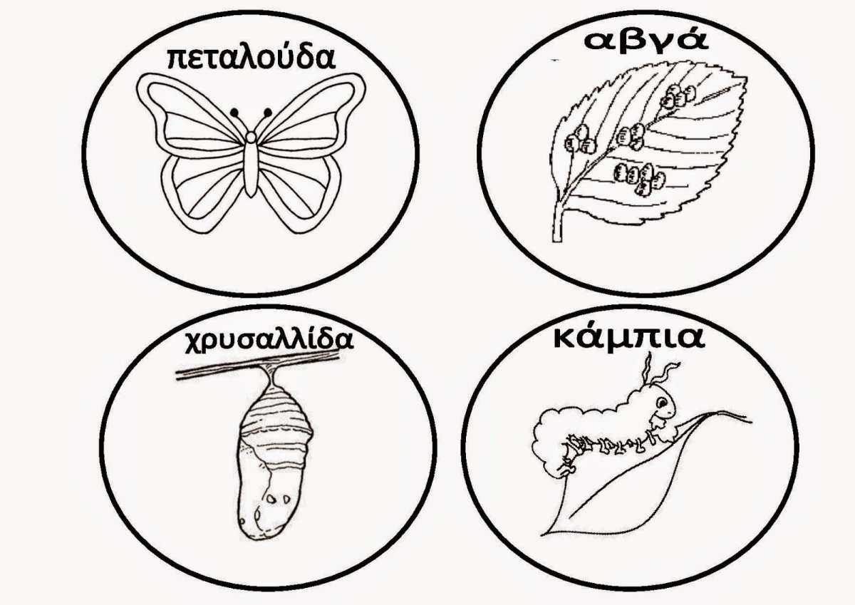 Жизненный цикл бабочки для детей в картинках