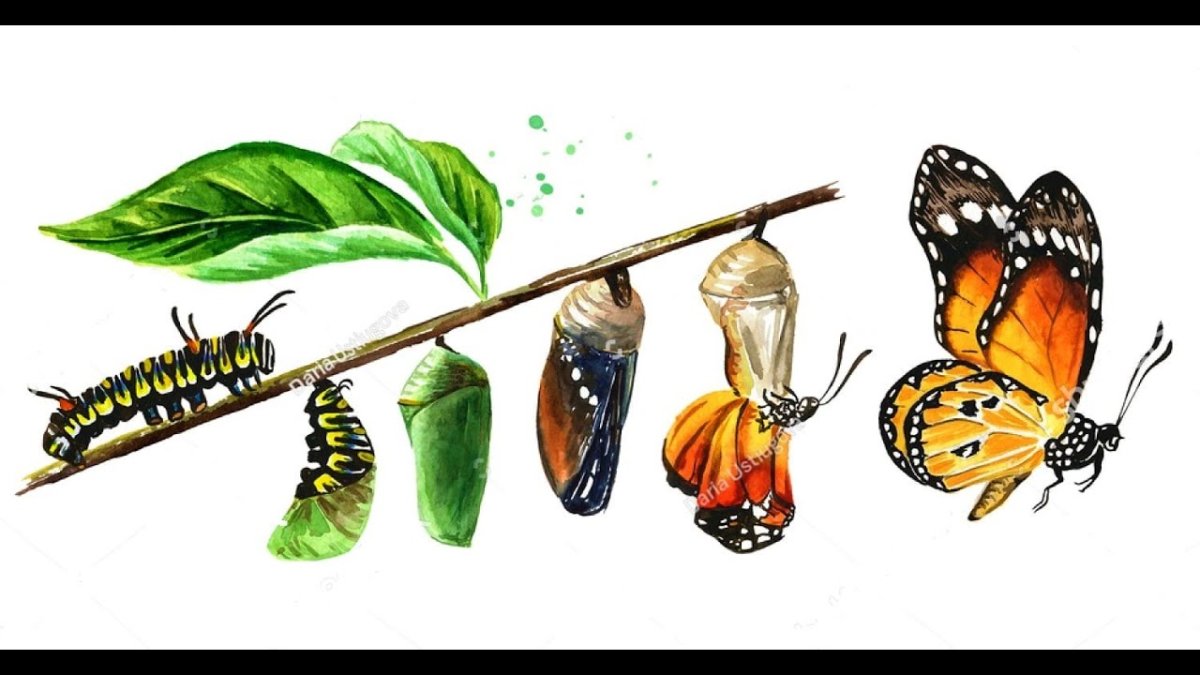 Какое свойство живых организмов изображено на рисунке?