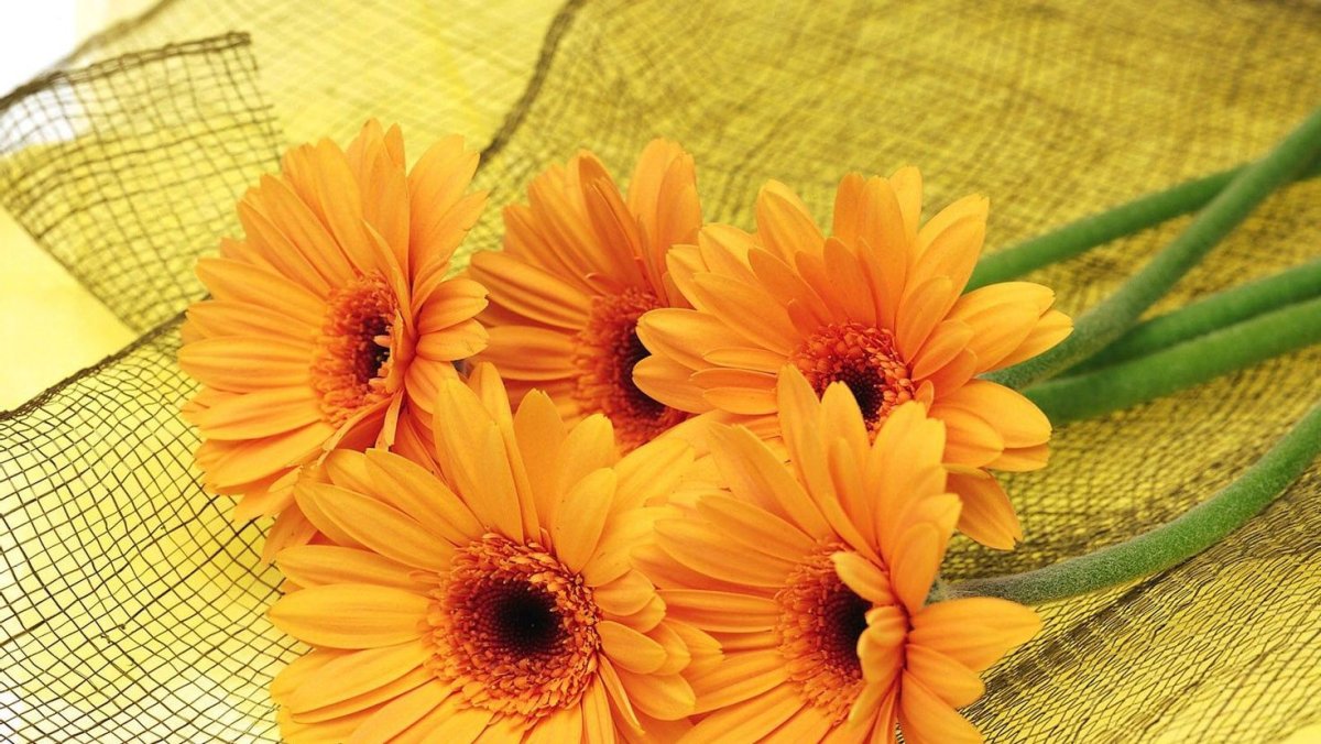 Желтые герберы