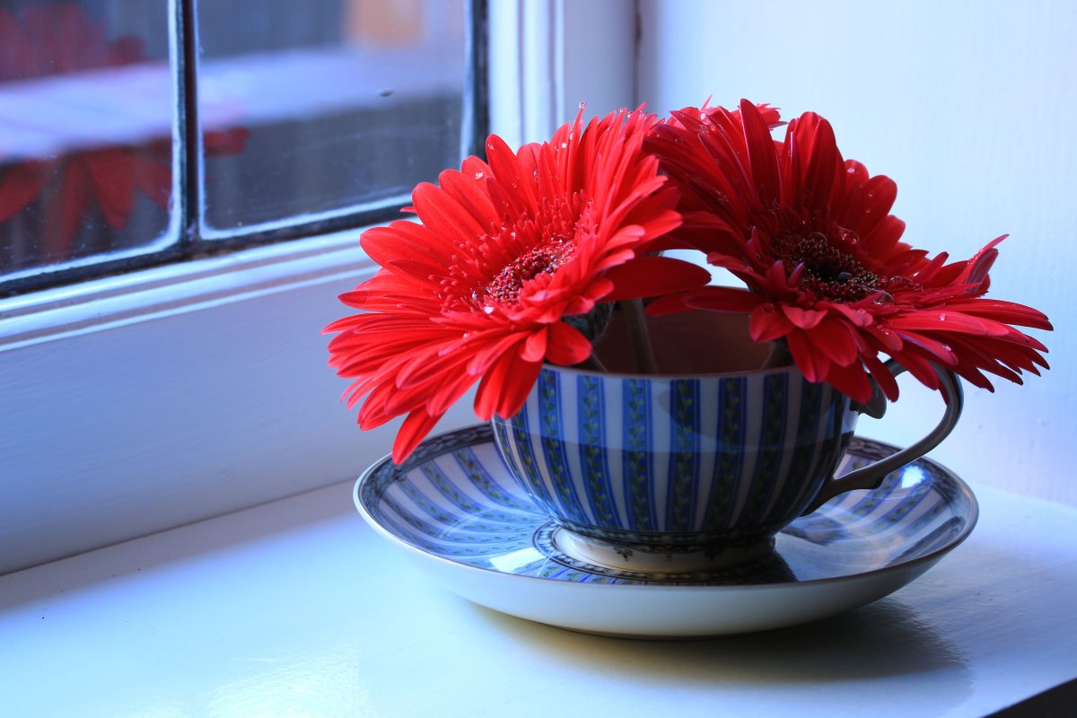 Цветы в чашке