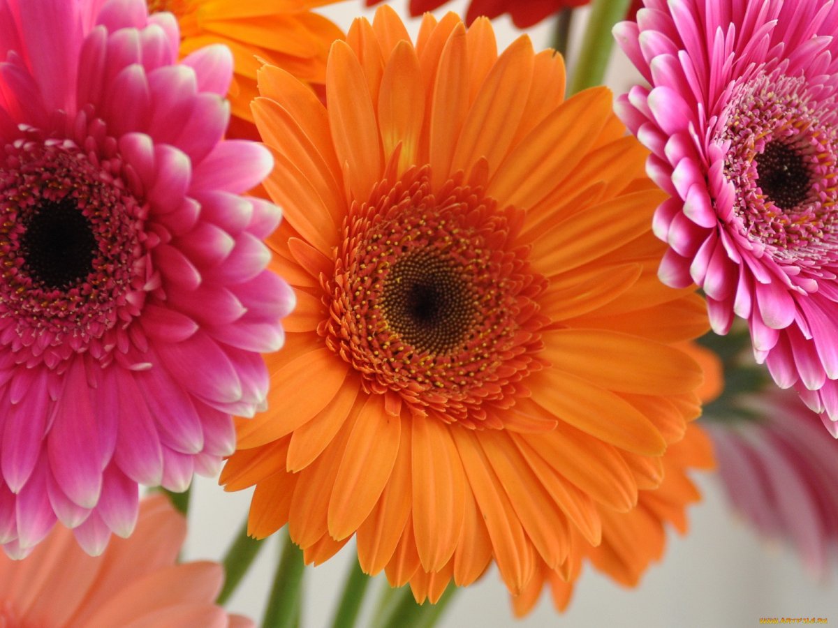 Яркие герберы