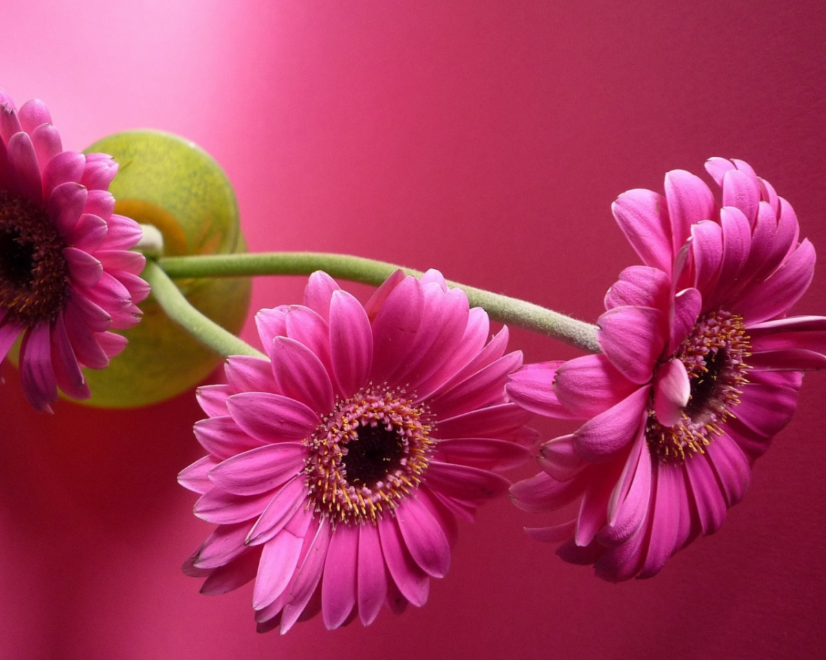 Герберы фон