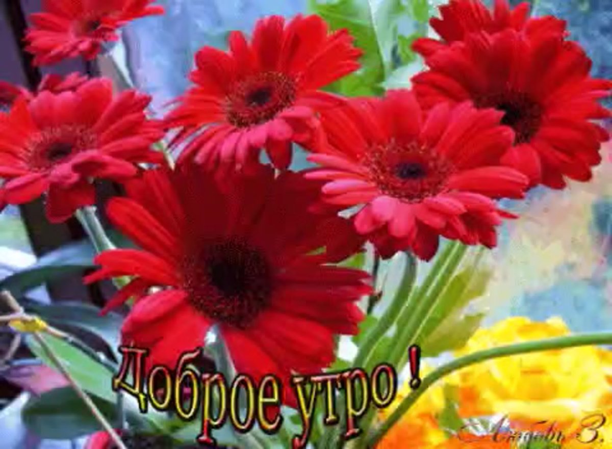 Цветы герберы с добрым утром