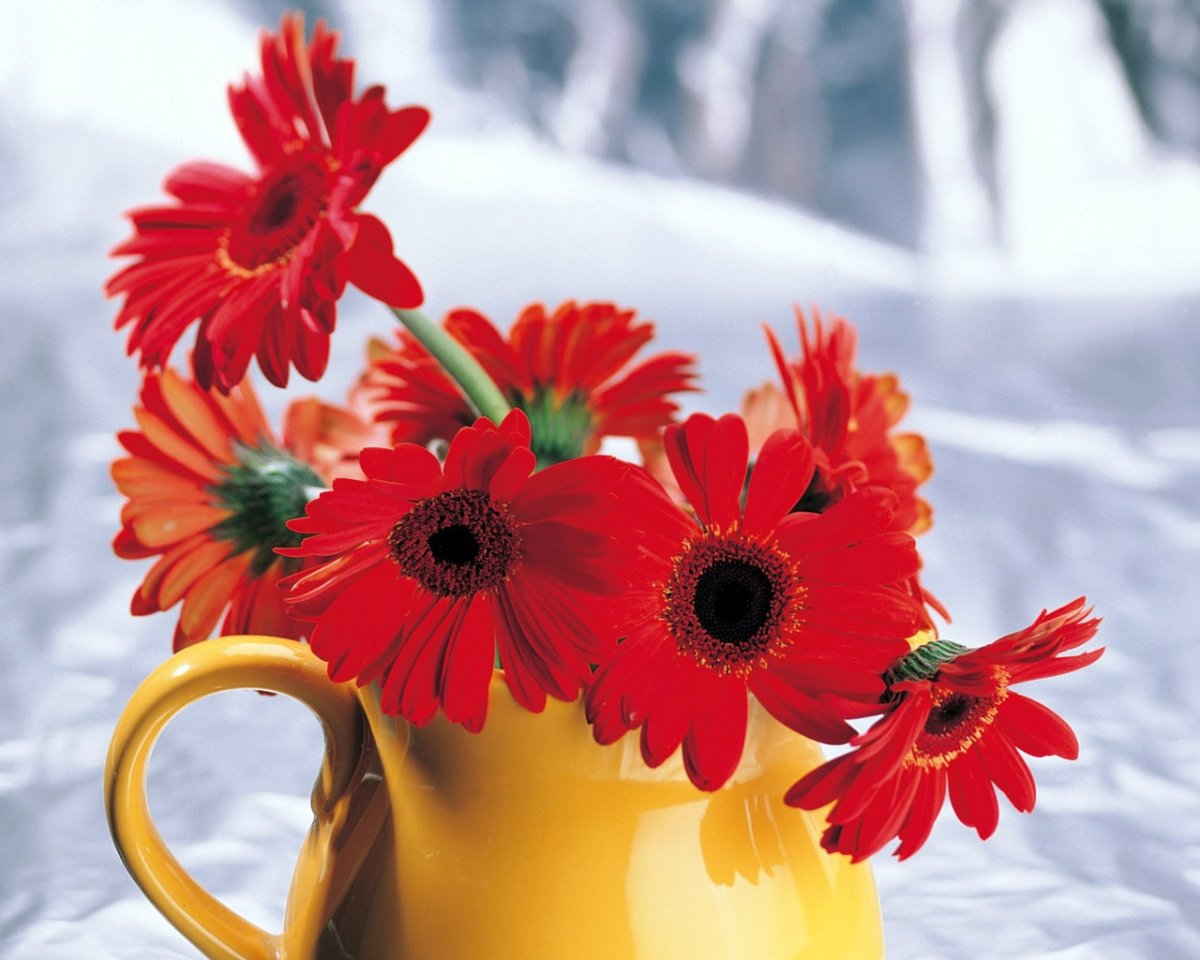 Герберы в кувшине