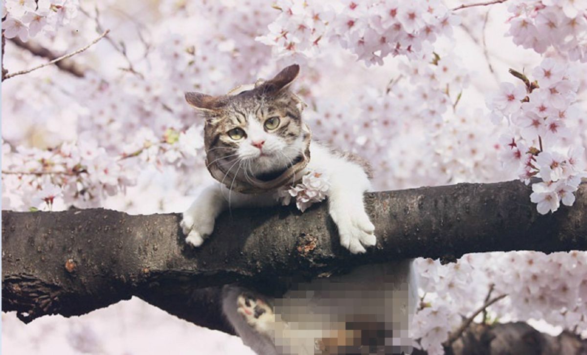 Кот на Сакуре