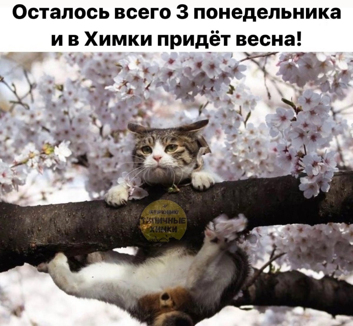 Весна милота