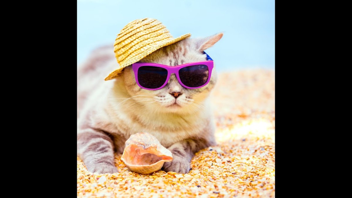 Кот на пляже