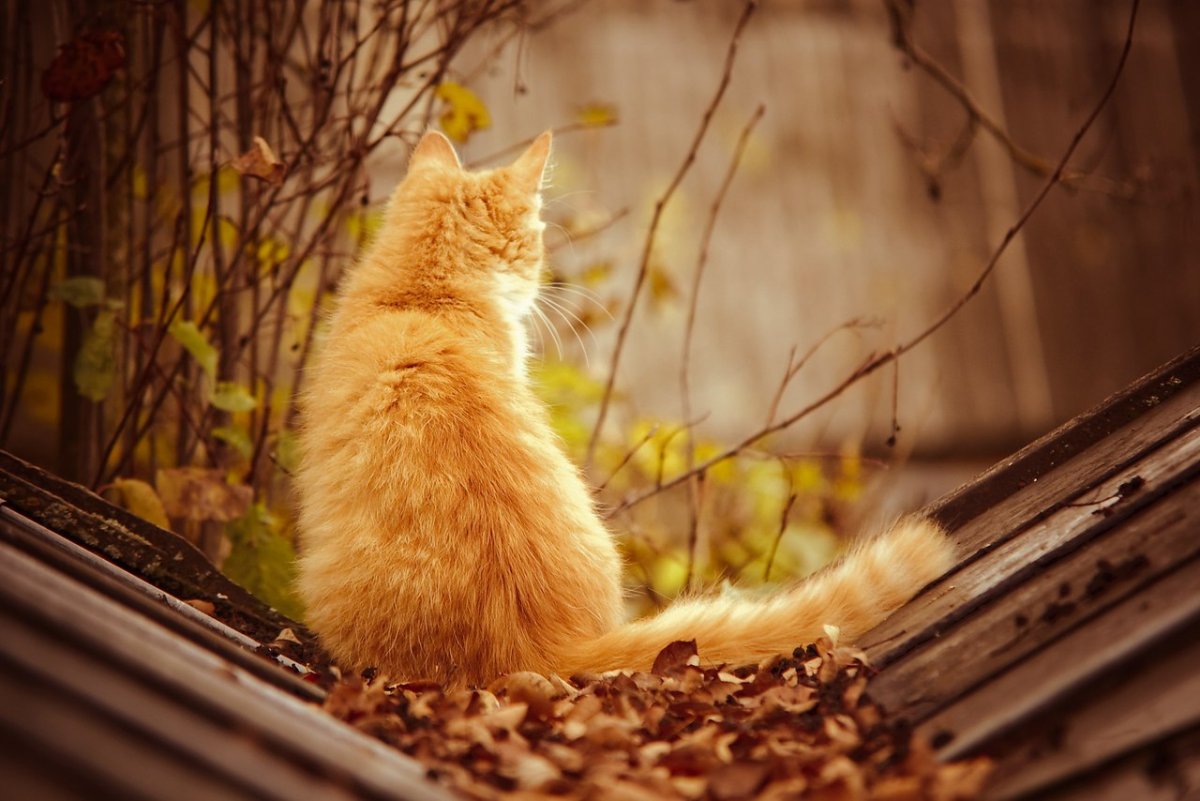 Красивые коты на природе